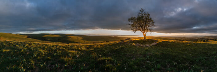 L'arbre au coucher du soleil