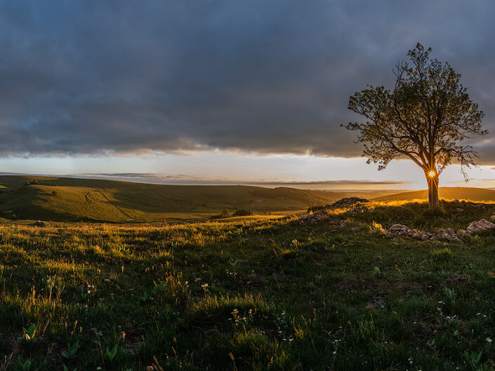 L'arbre au coucher du soleil