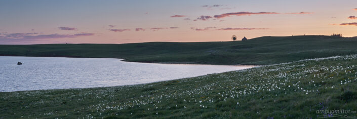 Narcisses au lac des Moines