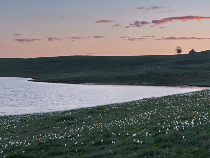 Narcisses au lac des Moines