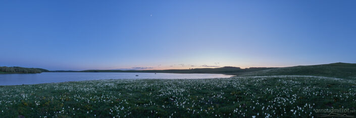 Narcisses au lac des Moines