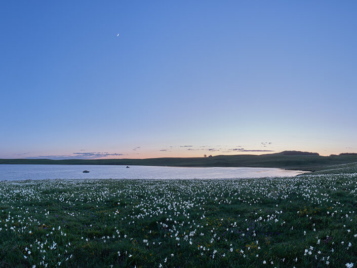 Narcisses au lac des Moines