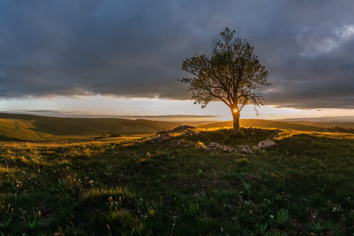 L'arbre au coucher du soleil
