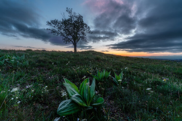 L'arbre au coucher du soleil