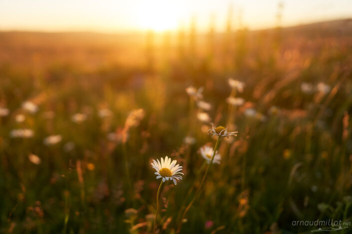Marguerites