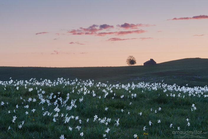 Narcisses au Lac des Moines