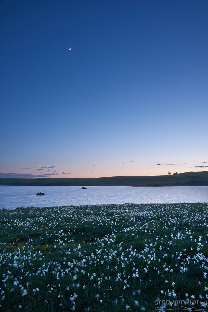 Narcisses au Lac des Moines