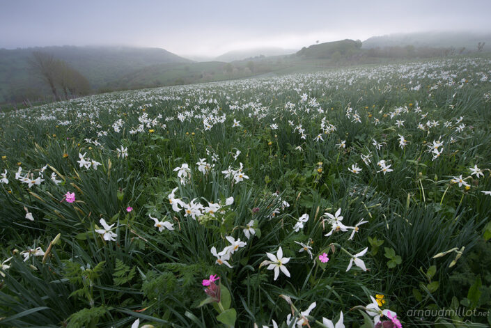 Narcisses dans la brume