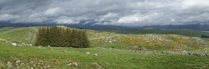 Roches et genêts