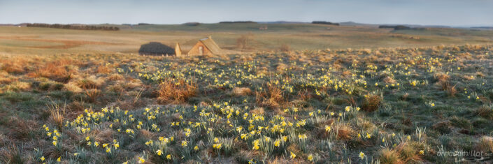 Jonquilles au Trap du Milieu