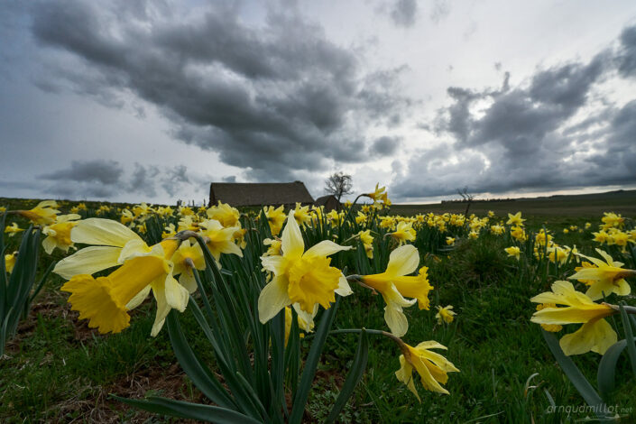 Jonquilles au buron du Trap du Milieu