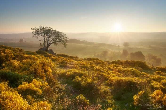 Lever de soleil sur les genêts près de Gramont