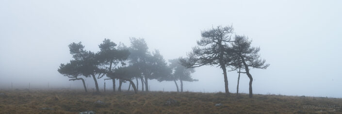 Pins dans la brume