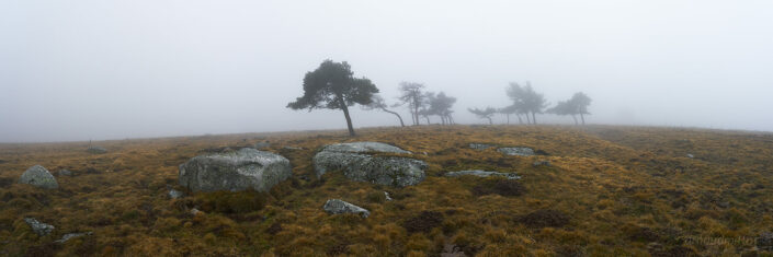 Pins dans la brume