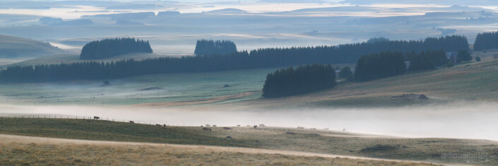 Troupeau dans la brume