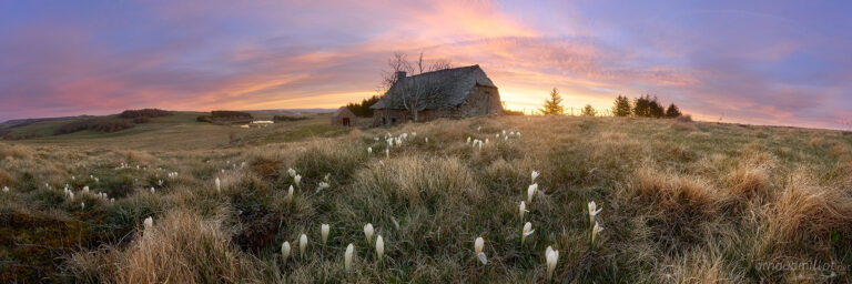 Buron du Pendouliou de Fabrègues et ses crocus