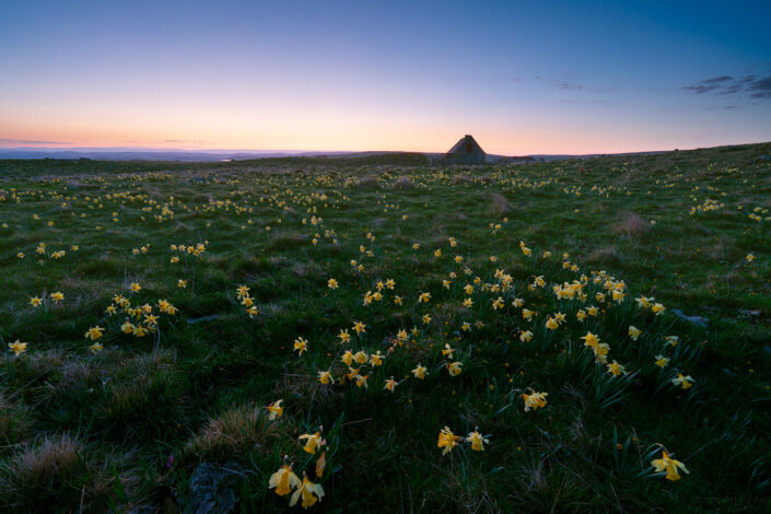 Jonquilles au buron du Trap Haut