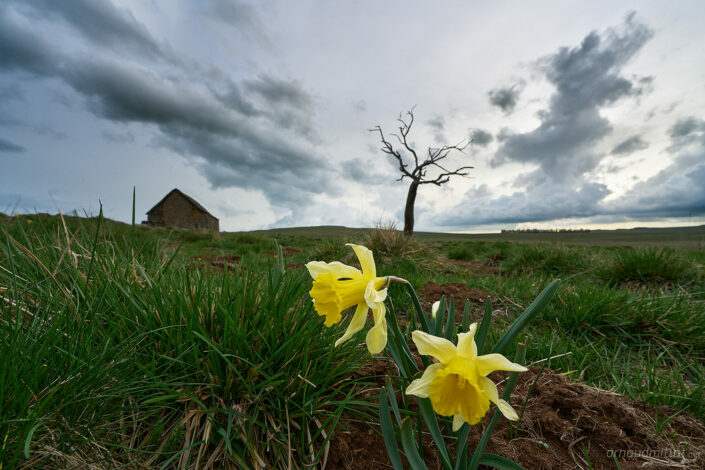 Jonquilles au Trap du Milieu