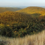 La forêt depuis le roc du Cun