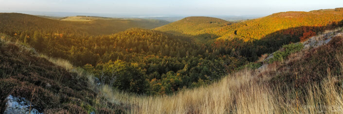 La forêt depuis le roc du Cun