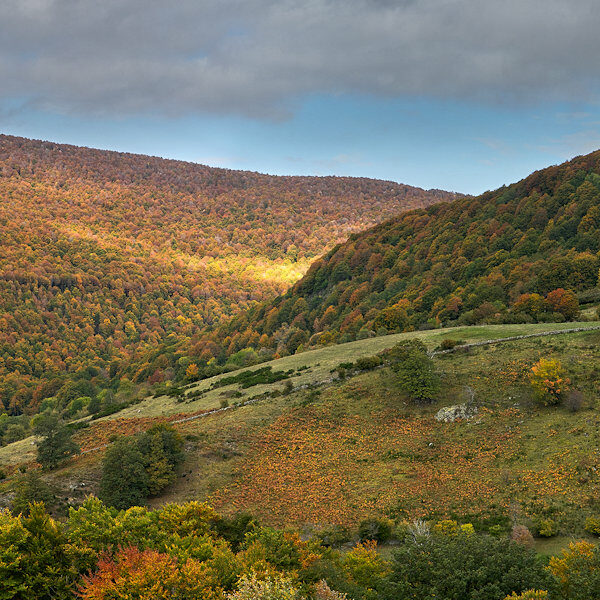 Vers le bois de Cau à l'Automne