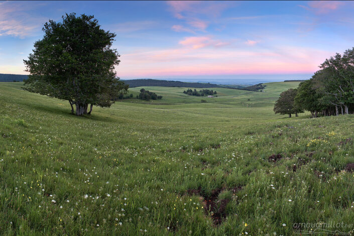 Clairière des Enguilhens