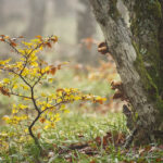 Forêt vers les Truques