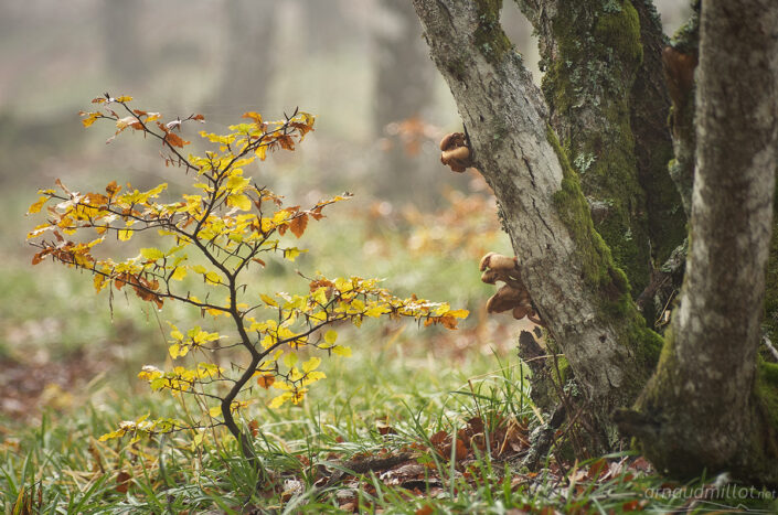 Forêt vers les Truques