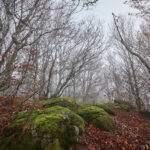 Forêt vers les Truques