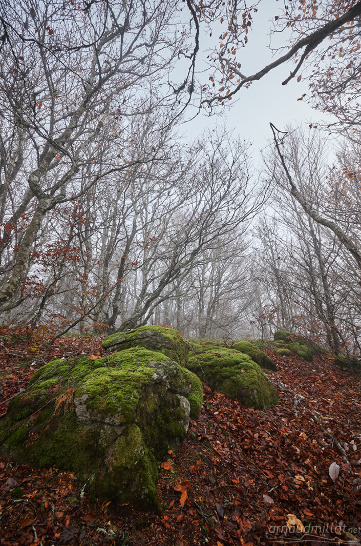 Forêt vers les Truques
