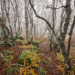 Forêt vers les Truques