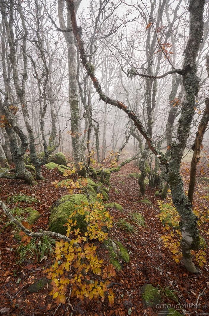 Forêt vers les Truques