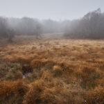 Forêt vers les Truques