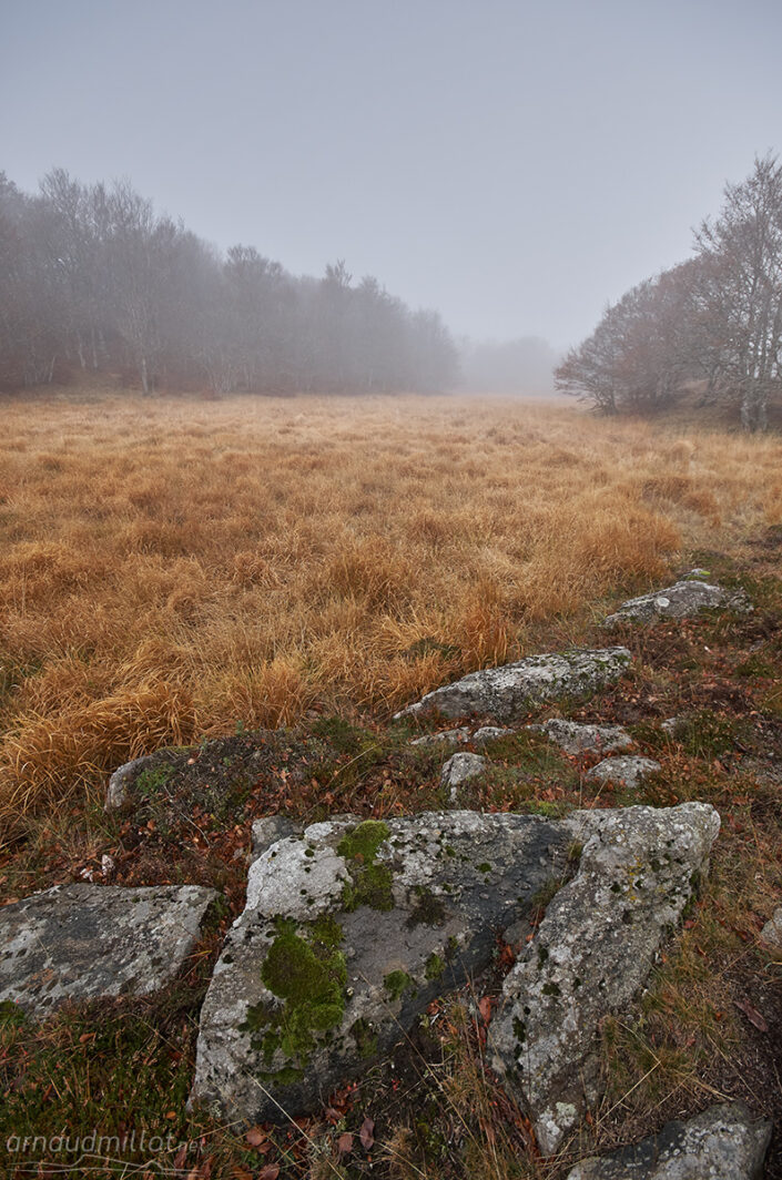 Forêt vers les Truques