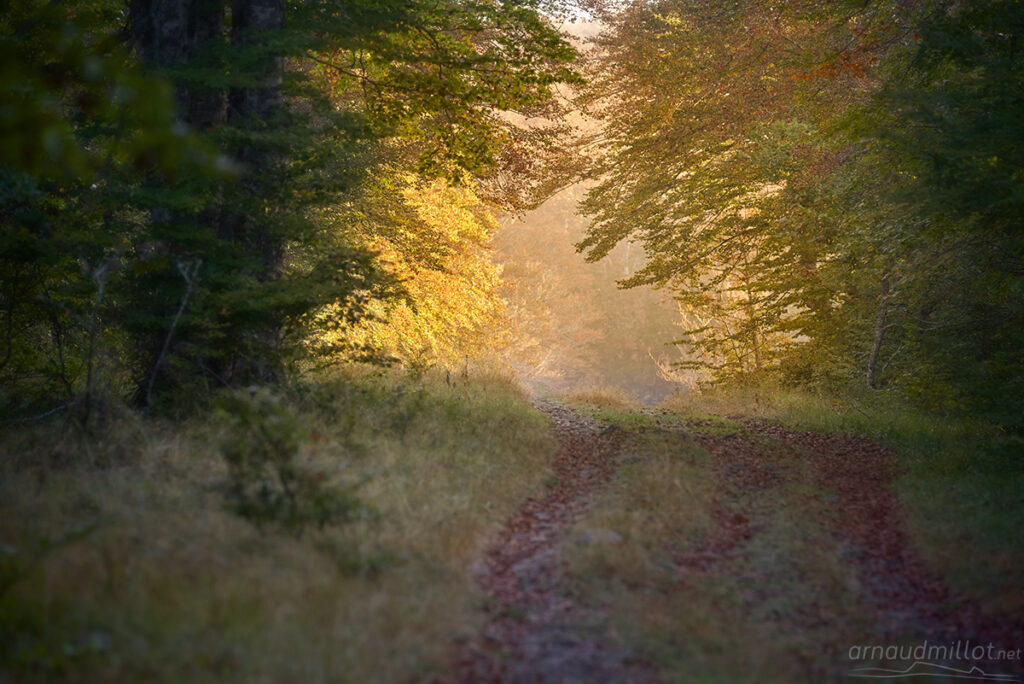 Sur la voie romaine, forêt de Brameloup