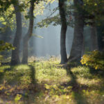 La forêt depuis la voie romaine