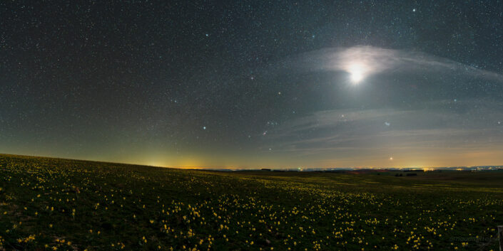 Jonquilles sous la lune