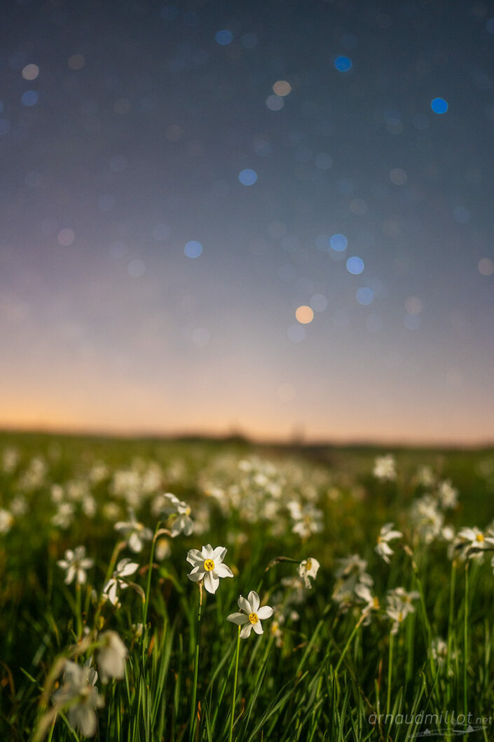 Narcisses sous les étoiles