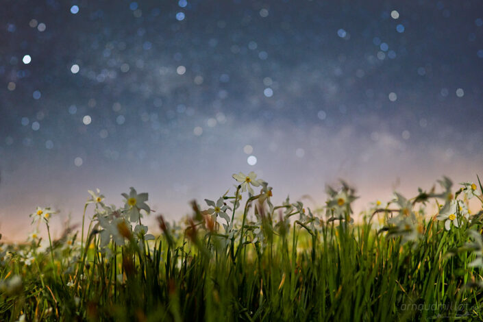 Narcisses sous les étoiles