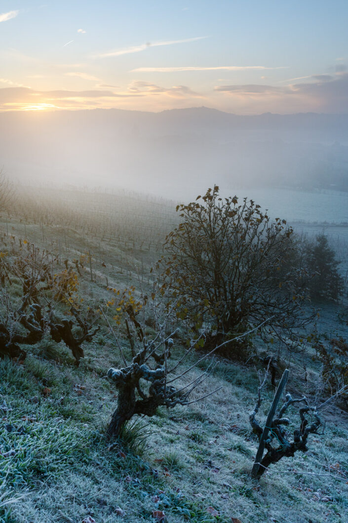 Vignes vers la Combe