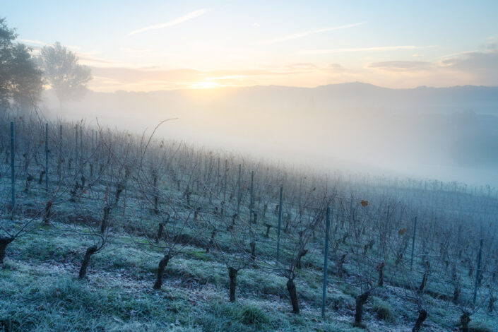 Vignes vers la Combe