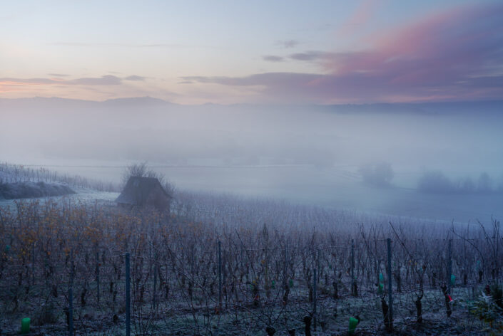 Vignes vers la Combe