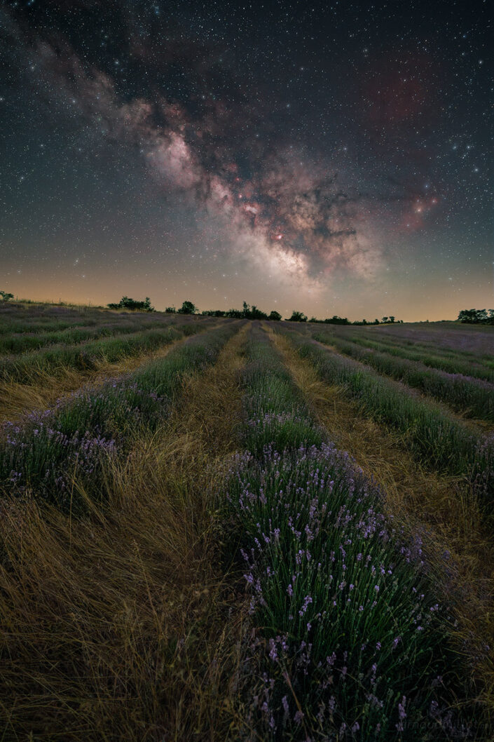 Champ de lavande vraie sous la Voie Lactée