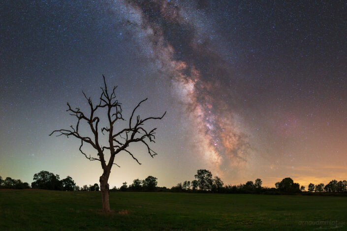 Arbre mort sur le Causse et Voie Lactée