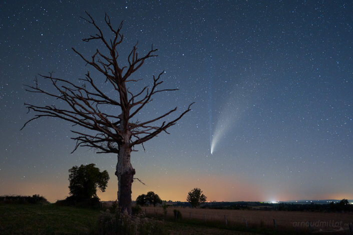 Arbre mort et comete c2020-f3 Neowise