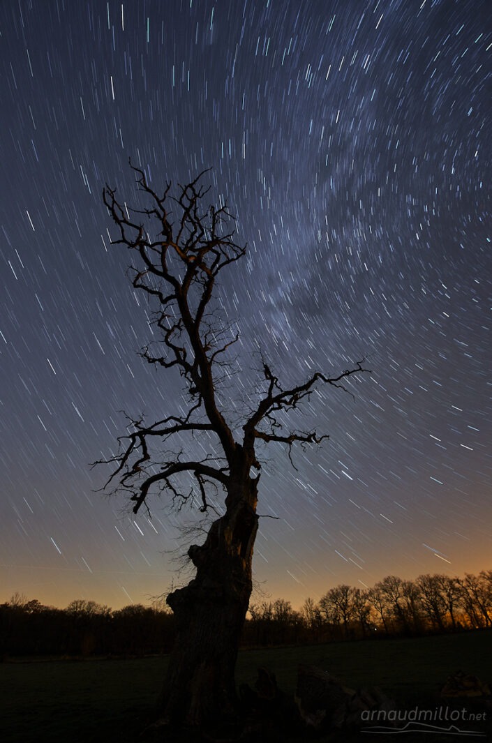 Arbre mort sur le Causse Comtal et filé d'étoiles